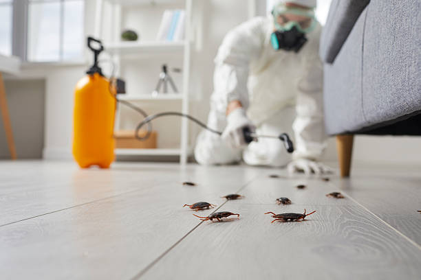Commercial Kitchen Cockroach Control in Francisville